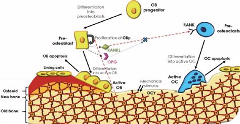 Schematic Representation Of Bone Cells Main Biochemical Interactions