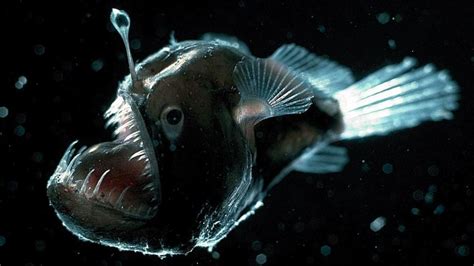 Black Devil Deep Sea Anglerfish