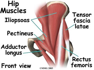 A groin strain may be mild or severe. Hip Anatomy | Hip muscles anatomy, Hip anatomy, Hip muscles