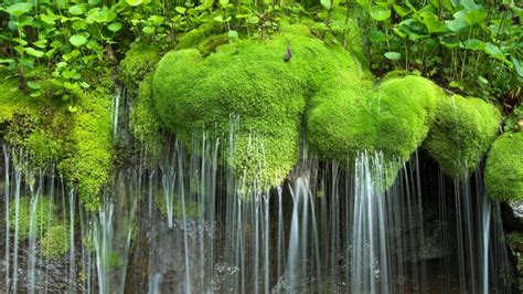 Waterfall And Moss Shenandoah National Park Virginia Usa Windows