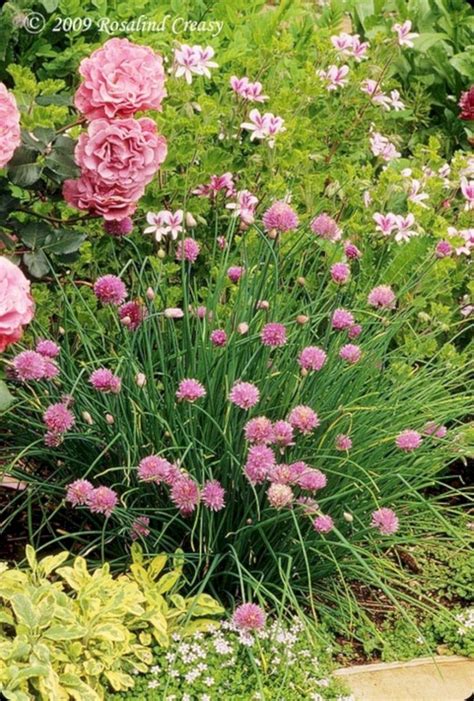 Neben bunten blättern an den bäumen sorgen auch jede menge blumen für einen kunterbunten herbst. Schöne Herbstblumen zum Pflanzen in Ihrem Garten: 78 ...