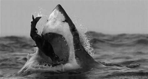 Reasons Not To Go To The Beach This Summer Shark Fishing Shark Pictures White Sharks