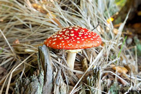 Человечек стоит в лесу, так тихо и безмолвно; Ein Männlein steht im Walde... Foto & Bild | pflanzen ...