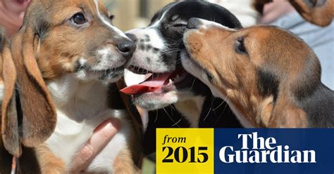 This video is about bailey's puppies out side on a beautiful day come as see them play. Litter of seven puppies are first born through IVF | Science | The Guardian