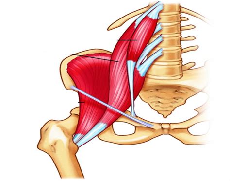 Your hip flexors are a group of muscles near the top of your thighs that are key players in moving your lower body. Locate These Three Hip Flexor Muscles