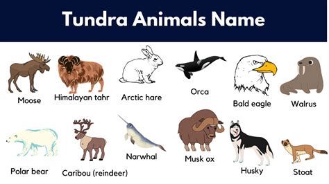Animals That Live In The Tundra Pictures And Facts Grammarvocab