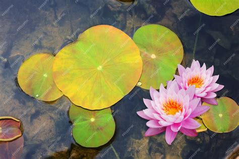 Premium Photo Beautiful Lotus Flower Floating On Water