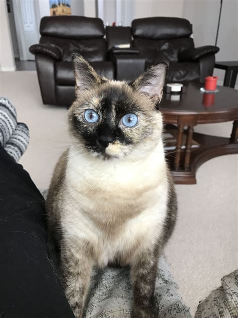 Kiki A Tortie Point Siamese From Italy Siamese Cats Cats Meow