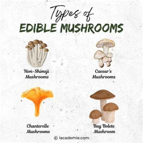 40 Types Of Edible Mushrooms You Need To Try Asap In 2023