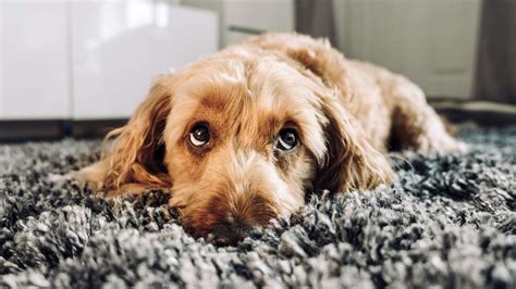 Master Of Manipulation The Evolution Of “puppy Dog Eyes” Oversixty