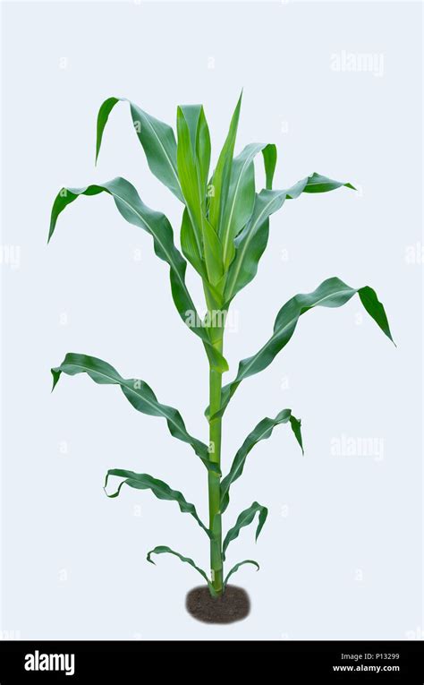 Maize Plant Diagram Infographic Elements With The Parts Of
