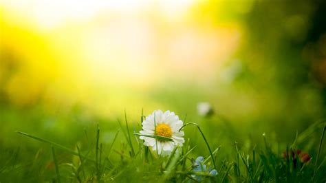 Free Images Nature Blossom Light Sky Sun Field Lawn Meadow Prairie Sunlight Morning