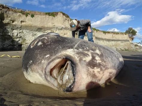 Scientists Shocked By Rare Giant Sunfish Washed Up On California Beach