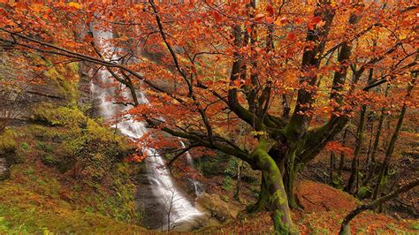 Waterfall From Rocks Mountains Between Green Red Leaves Fall Autumn