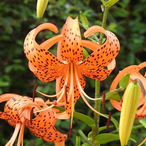 Check spelling or type a new query. Fascinating Meaning and Symbolism of Lily Flowers and ...