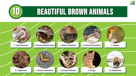 10 Beautiful Brown Animals A Z Animals