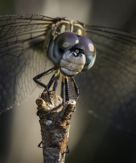 Close Up Of A Dragonfly Eye Smithsonian Photo Contest Smithsonian