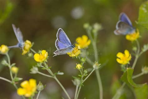Butterflies On Yellow Flowers Stock Image Image Of Wings Vibrant