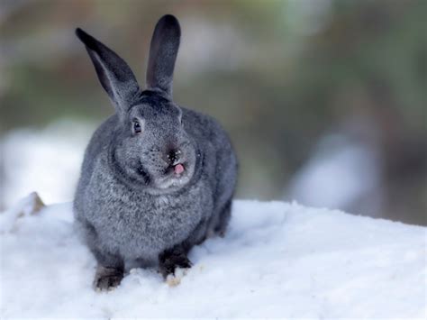 How To Keep Rabbits Warm In The Winter Rabbit Guide 2024 Rabbit Insider