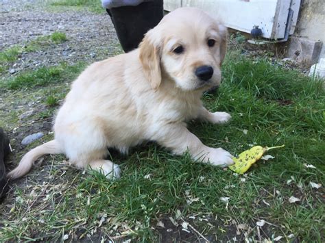 All of our dogs are registered with the akc, and carry champion bloodlines. Golden Retriever Puppies For Sale | Bellingham, WA #284546