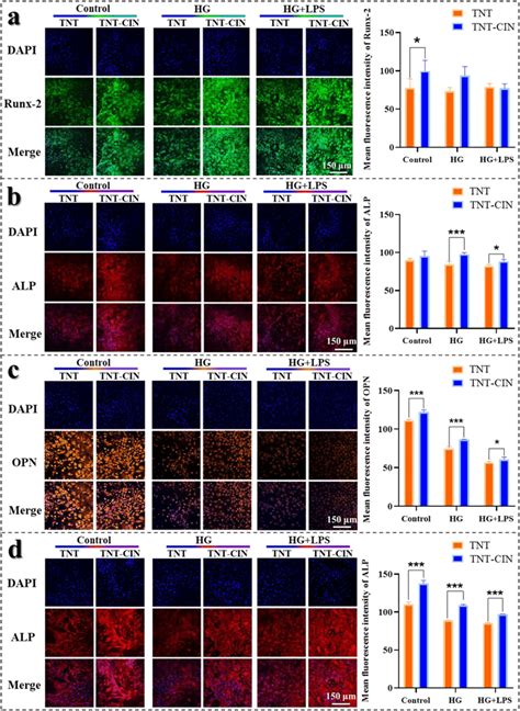 the expression of osteogenic proteins restrained by comprised condition download scientific