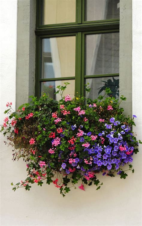 Gorgeous 30 Awesome Flowering Window Boxes Ideas Gardenmagz
