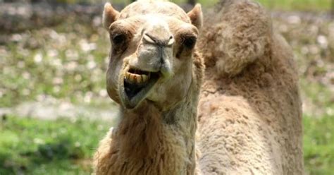 Tiger truck stop, famous for housing live tiger in la., now home to white camel. A Woman Bit A Camel In Tiger Truck Shop at Grosse Tete ...