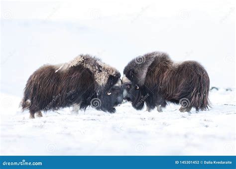 Musk Ox Males Fighting In Winter Stock Photo Image Of Musk Nature