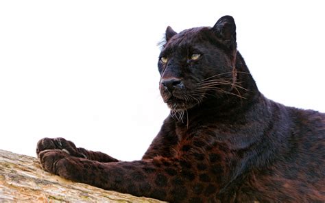Black Panther Animal Wallpaper In 4k Resolution Black Panther Animal