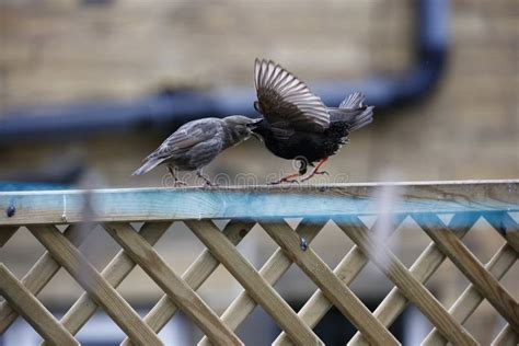 Adult Starling Feeding One Of Its Chicks Stock Image Image Of Bird Hatched 248577439