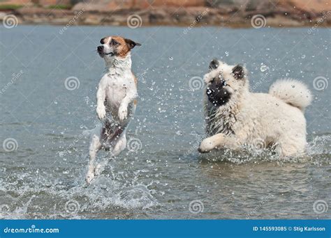 Danish Swedish Farm Dog and Eurasian Puppy Playing in the Sea Stock