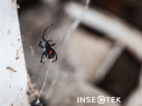 How To Identify And Get Rid Of Black Widow Spiders Insectek