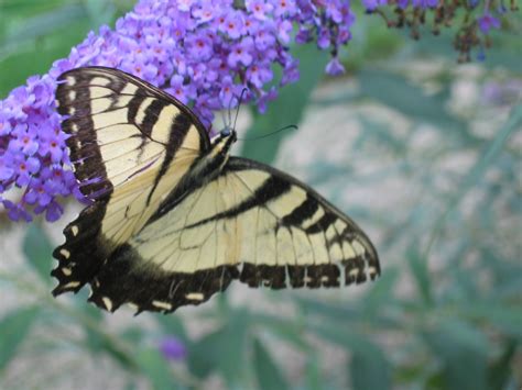 Butterfly On Wildflower Free Photo Download Freeimages