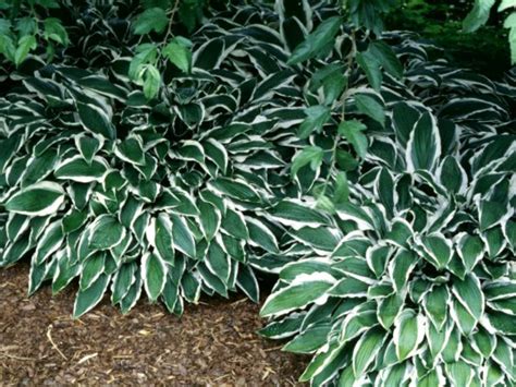 It is a tropical shrub that has rich, deep purple foliage. 10 Best Perennials for Shade | DIY