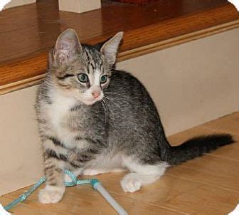 Provides diligent and responsible animal care; St. Louis, MO - Domestic Shorthair. Meet Chimay a Kitten ...