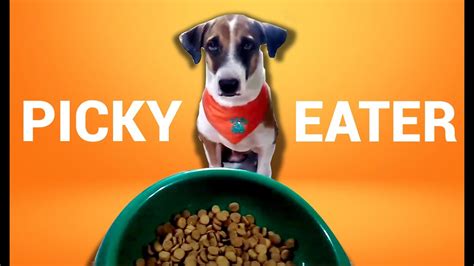 How To Deal With Picky Eater Dogs Youtube