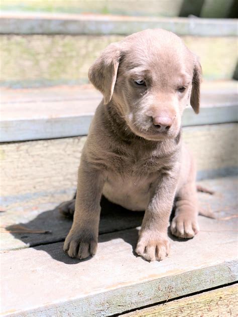 Labrador Retriever Puppies For Sale Houston Tx 306274