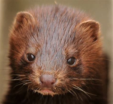 Норковод mink crop — выход деловых норок или норковых шкурок dark mink. 5 Coolest Taiga Animals • Earhpedia • Earth.com
