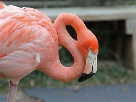 Flamingo Pictures - Kids Search