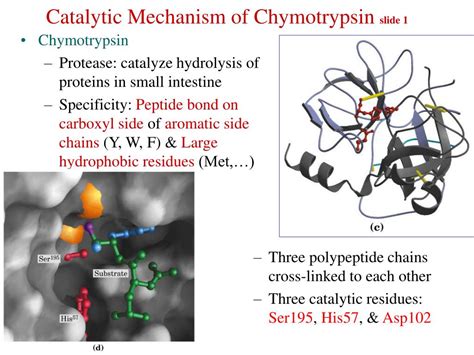 Ppt Catalytic Mechanism Of Chymotrypsin Slide Powerpoint