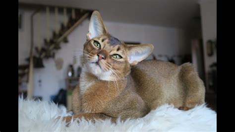 Abyssinian Cat Compilation Youtube