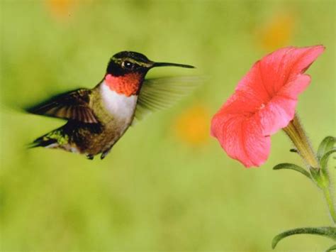 The tiny birds carry this defensiveness over to artificial feeders. How to Attract Hummingbirds | HGTV