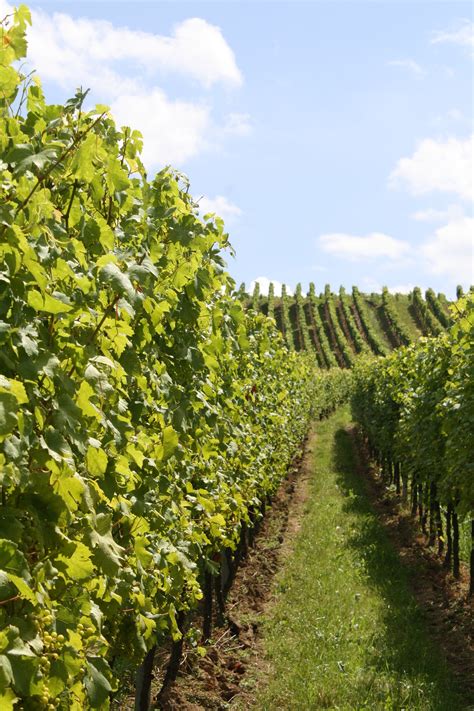 Free Images Vine Vineyard Wine Field Flower Food Slope Produce