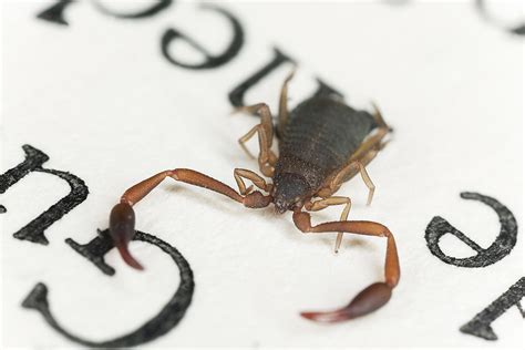 There May Be Tiny Scorpion Looking Critters Living In Your Books