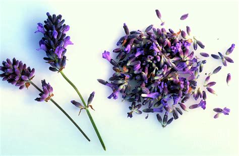 Lavender Lavandula Spica Flowers Photograph By Maximilian Stock Ltd