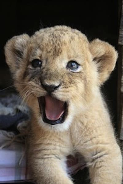 Adorable Lion Cub Lion Cubs Photo 37858605 Fanpop