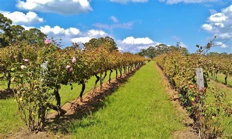 Check spelling or type a new query. A Guide to Hunter Valley Wine Tasting and Tours