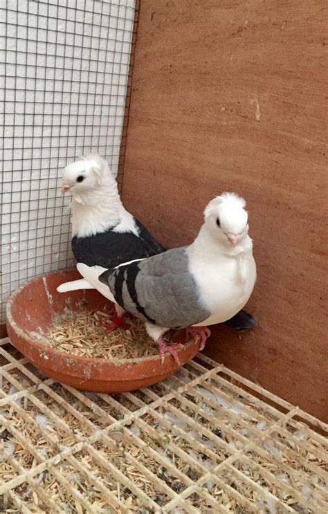 Pair Of German Fancy Pigeons For Sale In Sheffield South Yorkshire
