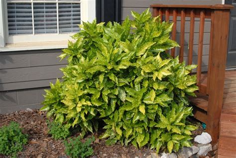 Bay laurel plants are hardy outdoors only as far north as zone 8. Aucuba japonica (Aucuba, Gold Dust, Japanese Aucuba ...