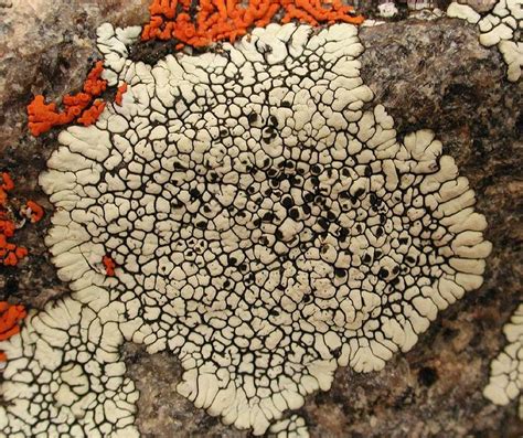 Lichen Photos At O Plant Fungus Lichen Moss Mushroom Fungi